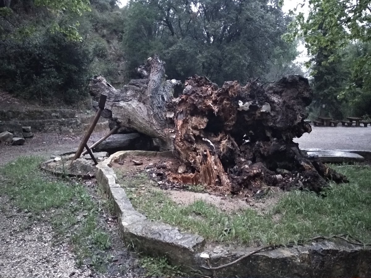 meteollac's tweet photo. La Llacuna diu adéu a l'àlber de Cuitora.
El dia acaba amb una notícia trista. L'arbre, un emblema de Cuitora i molt deteriorat durant els darrers anys, ha acabat caient. https://t.co/LEACYmtt9u