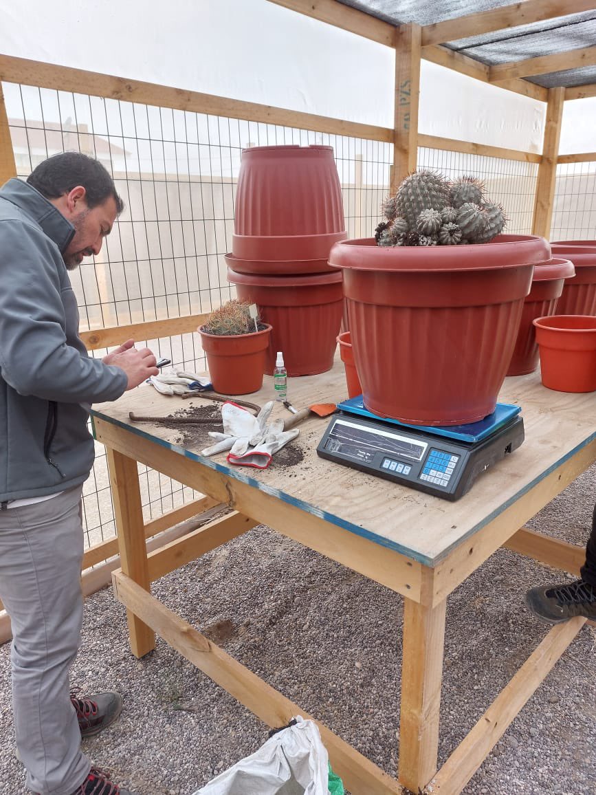 Investigadores del INFOR Región de Coquimbo, trabajan en el Centro de Rescate Cactáceas convención CITES, monitoreando y trasplantando Cactáceas chilenas  repatriadas desde Italia.