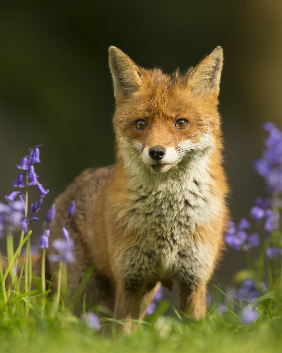 We're so excited that @BBCSpringwatch starts again tomorrow! Tune in on BBC2 📺 #Springwatch