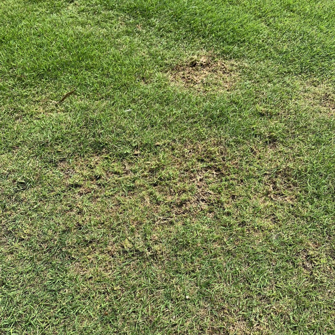 In warmer climates such as southern Florida and Texas, bermudagrass mites can be active throughout the year. Check out this educational article about symptoms, cultural control, and chemical control of Bermudagrass mites:
bit.ly/43lPWpL