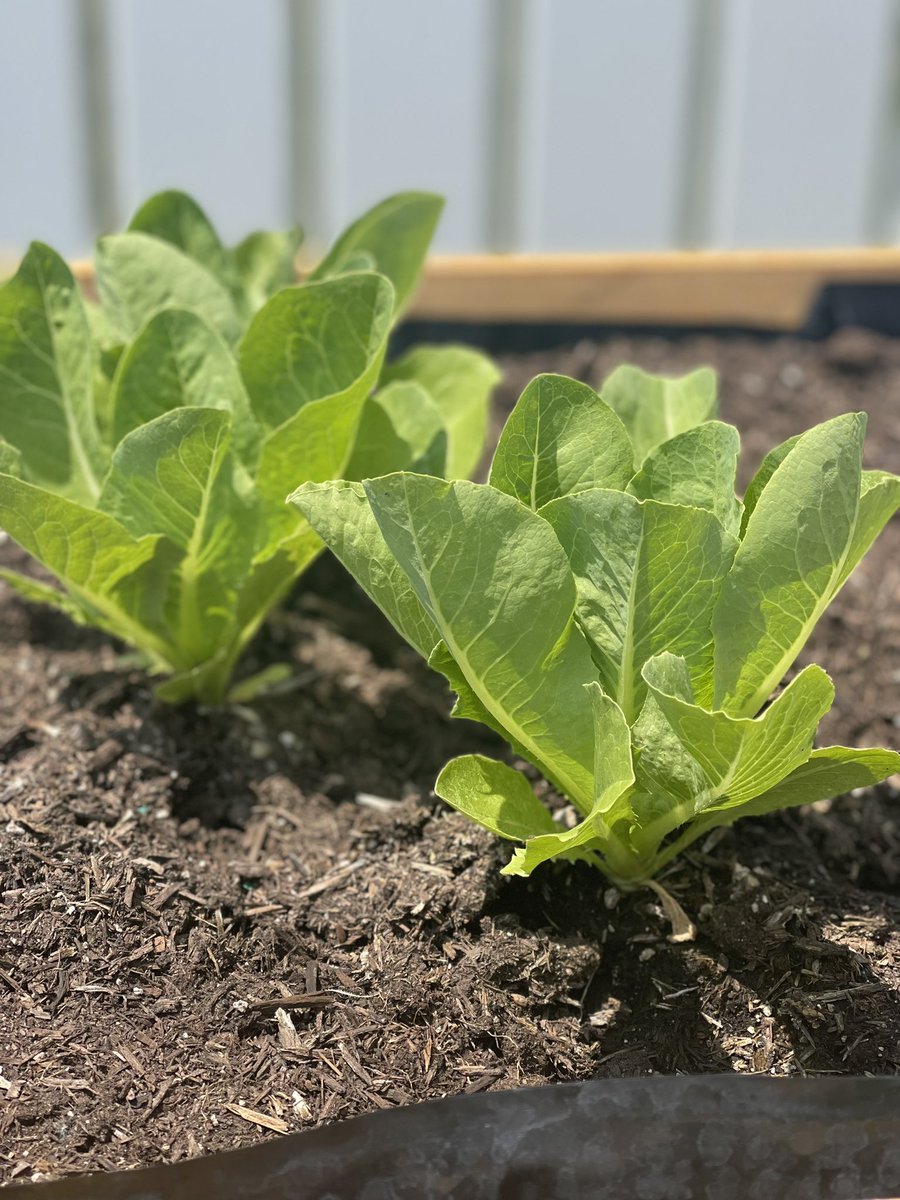 The lettuce is growing..that we planted last year! 😬 🥬  #lettuce  #gardening #garden #gardens #vegetables #growyourown #growyourownfood #midwest #midwestmoment #midwestmom #midwestlife #midwestmama #midwestblogger #midwestmomma #mom #momlife