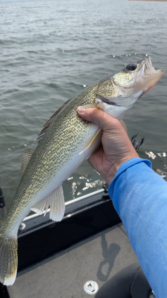 JNelly43's tweet photo. It was “one of those days”…haha!

Was too lazy to clean fish today…but I could have ate dang well if I wanted to!  Good first trip of the year!  #LimitsOnly #BeNDlegendary https://t.co/mURWlx9kQz