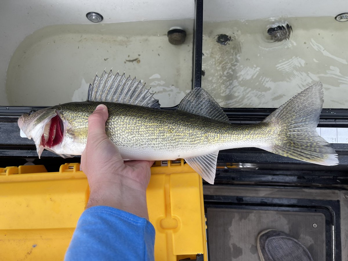 JNelly43's tweet photo. It was “one of those days”…haha!

Was too lazy to clean fish today…but I could have ate dang well if I wanted to!  Good first trip of the year!  #LimitsOnly #BeNDlegendary https://t.co/mURWlx9kQz