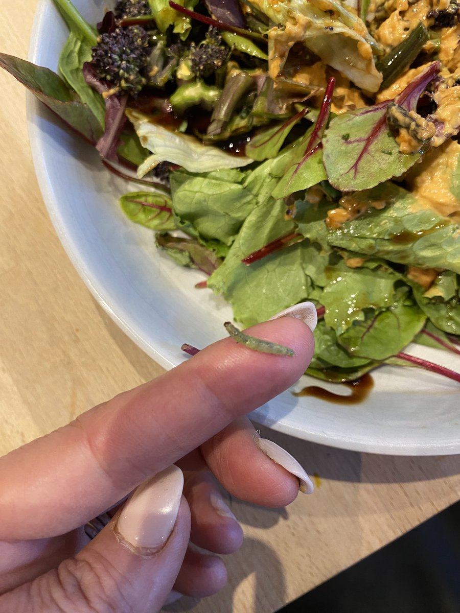 ProjectLaurie's tweet photo. Just found this in my salad @Tesco - it's now free and living in my garden.  #caterpillar #setfree https://t.co/OAuipohKIA