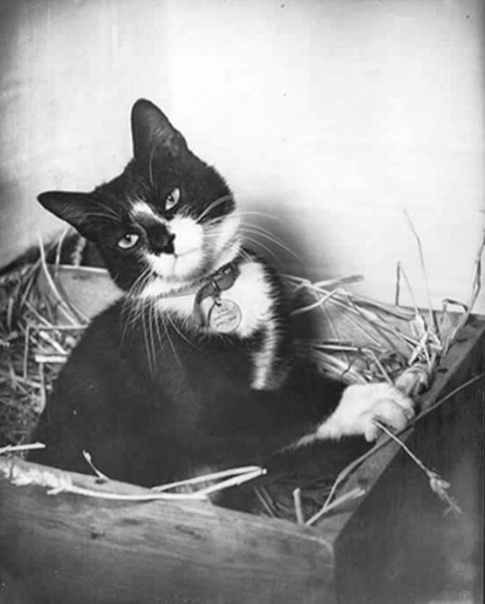 This is Unsinkable Sam, aka Oscar, a cat that served with the Kriegsmarine (navy of Nazi Germany) and the Royal Navy (navy of the UK) during World War 2.⁣⁣

He was reported to have belonged to a sailor onboard the German battleship Bismarck. 

On May 18, 1941, Bismarck was on…
