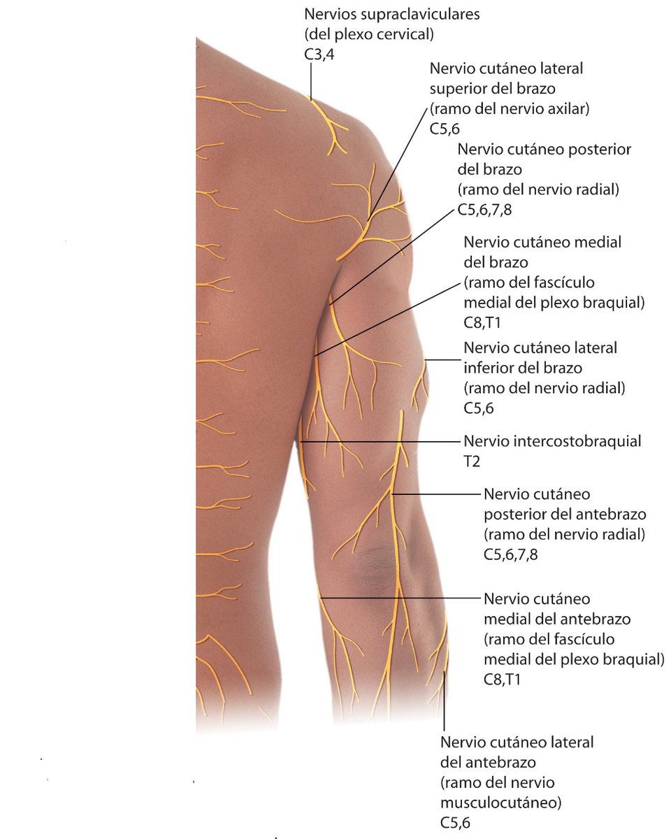 Pasión por la Anatomía tweet media