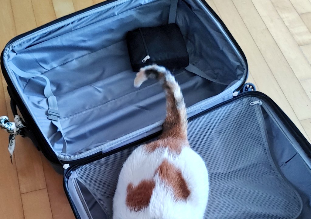 하얀토끼 tweet media