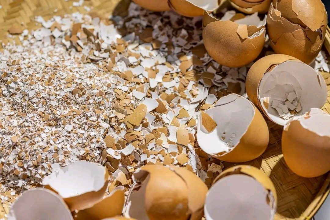 KiddQue_SA's tweet photo. throwing away ur egg shells? If yes, don't do it again
 
Put them in a bowl and soak them overnight

Allow them to soak enough water. 
Blend your egg shells to be very smooth

refrigerate for 24hrs, brng it out and throw it away

What were you expecting from the eggs you finishd https://t.co/DLS6XWJj9W