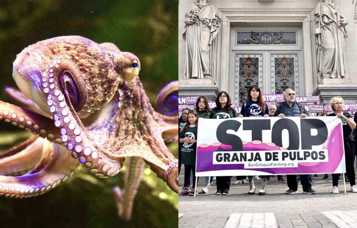 Breaking! Massive Protest In #Spain Against A #FactoryFarm That Plans To Kill 300,000 Captive #Octopuses For Their Meat 💔🐙

READ MORE: 🌍👉 worldanimalnews.com/massive-protes…