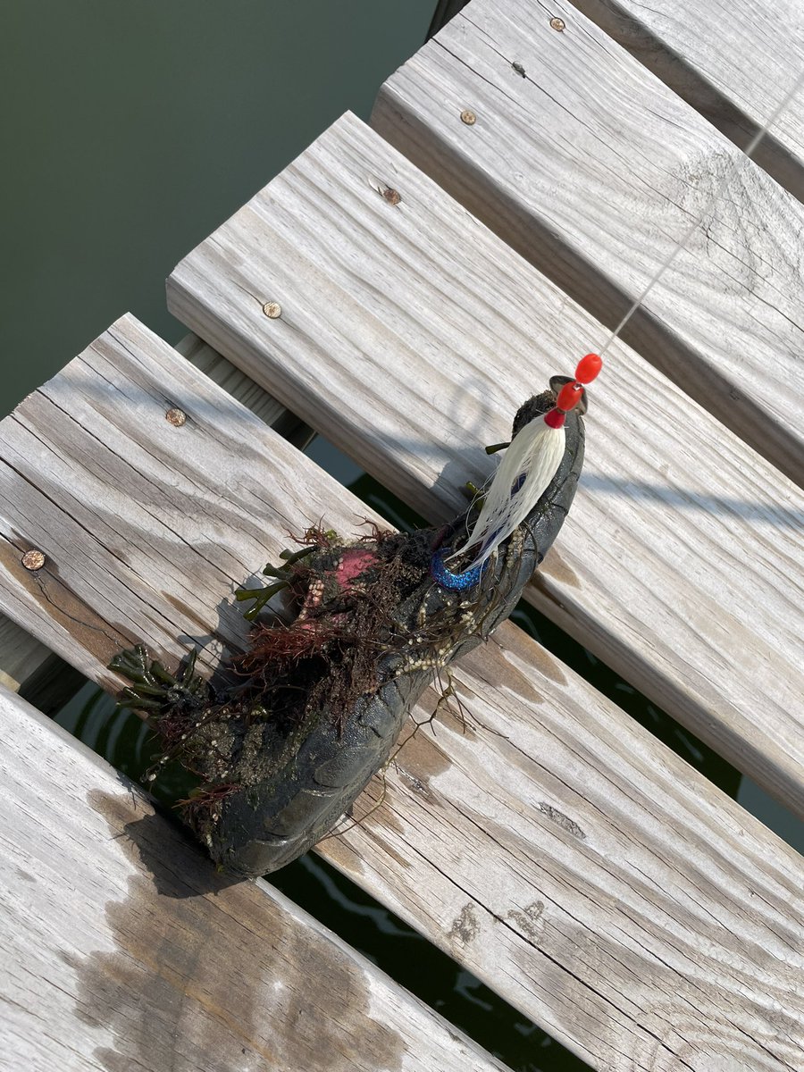 sloppay's tweet photo. Two days of #fishing, a shoe, clam, and four sea robins. https://t.co/PGNshaf1QM