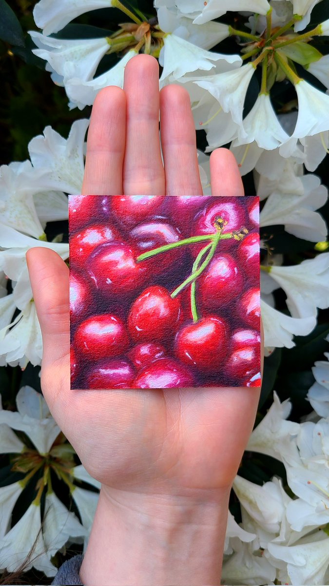 so my parents and grandparents would always get my favourite cheesecake. It had to be cherry of course! I love how creamy and tart the combination of the 2 are. So good! Does anyone else like cheesecake? 
#cherries #cherrypainting #cherry #oilpainting #painting #bcartist #artist