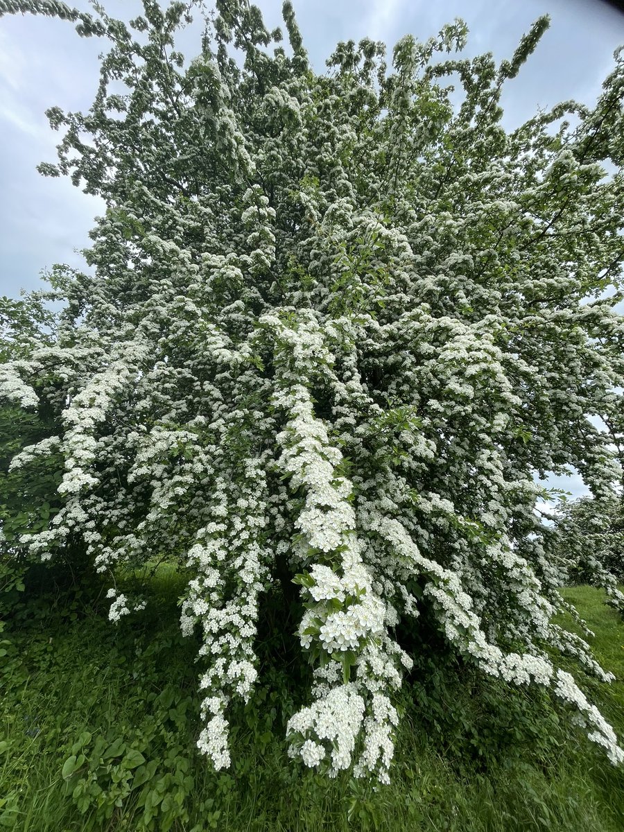 The hawthorn blossom this year is the frothiest and most flamboyant I can remember. (Or is it just that I notice it more and more every year?) How is it where you are?