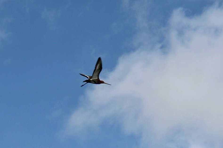 Vanmorgen met @CollectiefGWest mee op pad met de Weidevogel Express. Genoten van de #weidevogels en het prachtige gebied bij weidevogelboerderij Rodewolt.