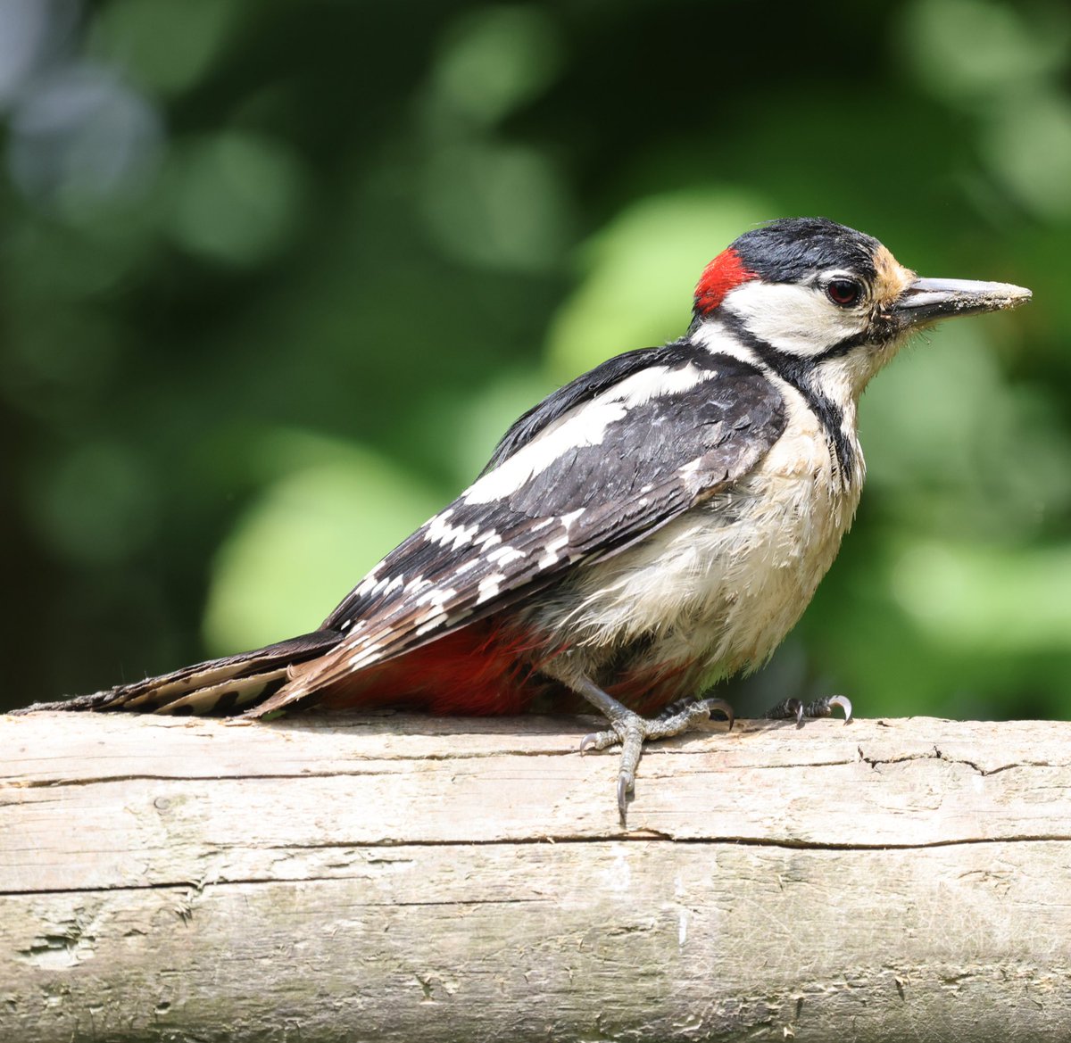 Great spotted woodpecker taking a breather #WoodpeckerWednesday #woodpecker #greatspottedwoodpecker #bird #birding #birdoftheday #birdphotography #bbccountryfilemagpotd #BBCWildlifePOTD #BirdUp