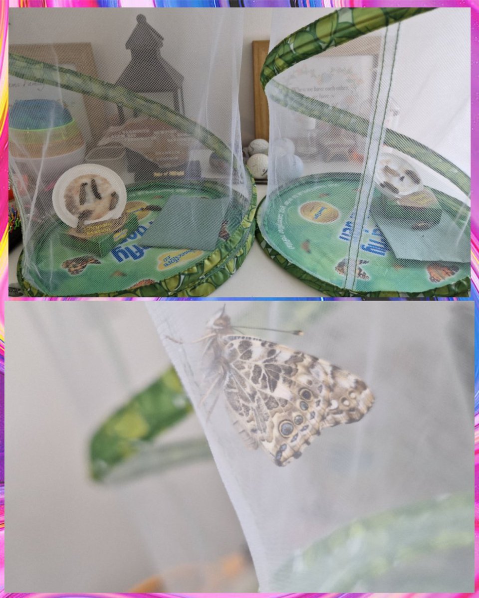 Leah_Adams_'s tweet photo. First half term with my own class complete🥳 So good,apart from the butterflies didn't get the memo it's officially half term&amp;to hatch before we broke up - apart from one who pulled through at the end of the day 🩵🦋 Now Chrysalide and butterfly owners for the week 🙈
@KanesHill https://t.co/WMzYmQ13oF