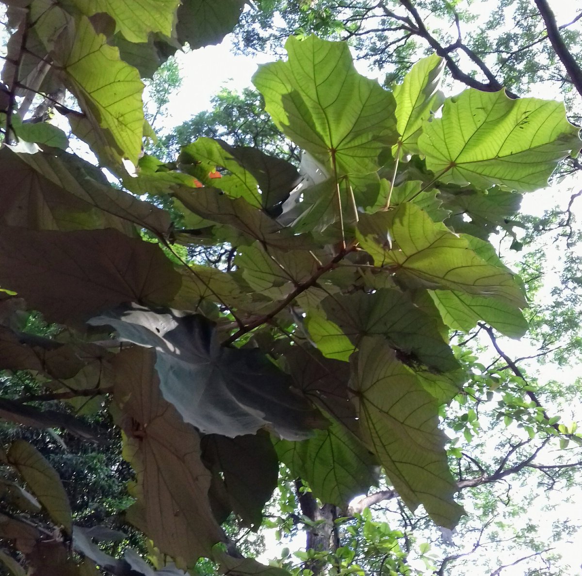 Muchkunda, kanak champa, Dinnerplate tree are a few of the names of Pterospermum Acerifolium. A photo of its foliage added here. 
#trees #nature #IndiAves #urban #India #Pune #TwitterNatureCommunity