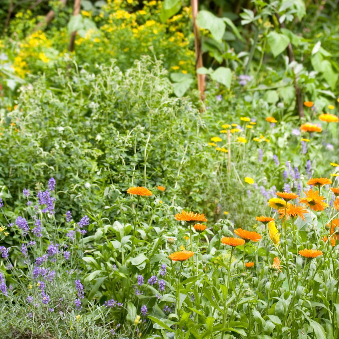 SongBirdSBS's tweet photo. 🌱🧤Attention gardeners! Some great advice from @AlysFowler in @guardian on letting nature take control in your garden - resulting in a rich and diverse habitat, and less work! https://t.co/YYSDBrjroa
#NaturalGarden #ThinkBirds #WildlifeGardening https://t.co/N1GyMVwxr8