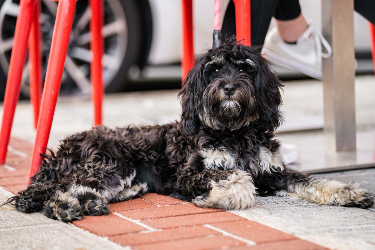 Furry friends are always welcome at Grill Marks! 🐕🐾

#dogfriendly #outdoorseating #mansbestfriend #grillmarks