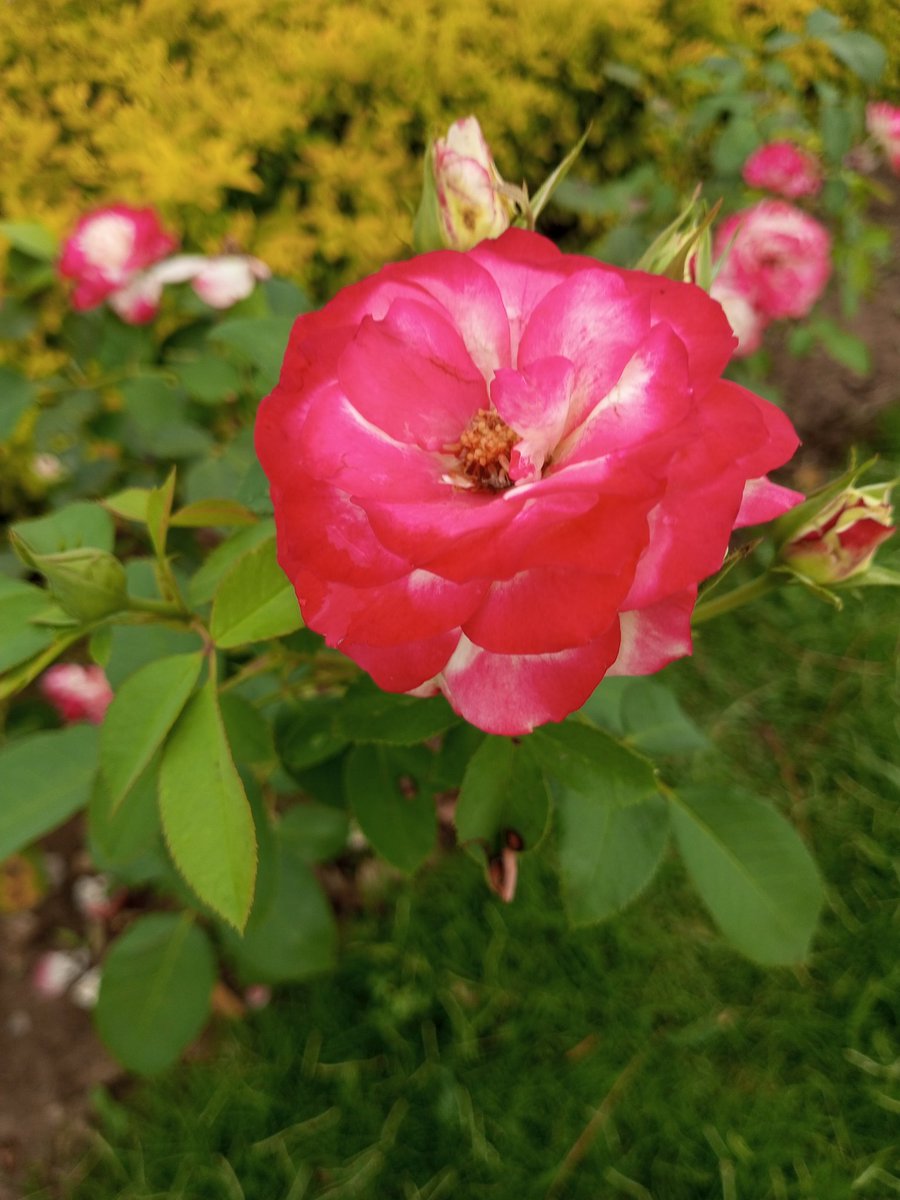 SmileOfNature's tweet photo. Roses do not bloom hurriedly; for beauty, like any masterpiece, takes time to blossom.” “If roses tried to be sunflowers, they would lose their beauty; and if sunflowers tried to be roses, they would lose their strength.
#photography #nature #rose #SamsungGalaxy https://t.co/pRooRoj4Ol