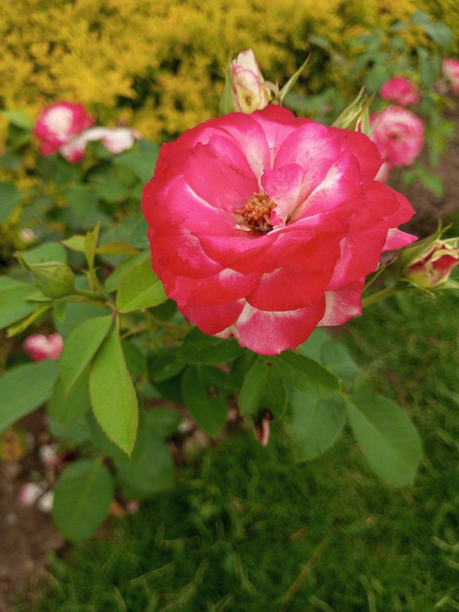 SmileOfNature's tweet photo. Roses do not bloom hurriedly; for beauty, like any masterpiece, takes time to blossom.” “If roses tried to be sunflowers, they would lose their beauty; and if sunflowers tried to be roses, they would lose their strength.
#photography #nature #rose #SamsungGalaxy https://t.co/pRooRoj4Ol