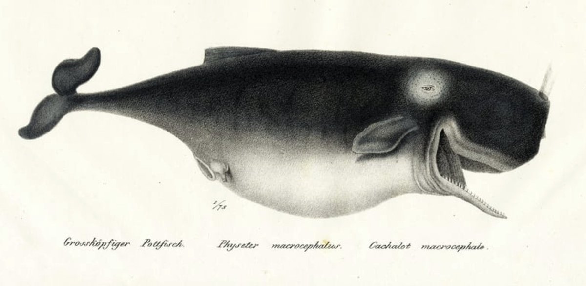 🥳Now I'm officially a historical whale researcher: my #DFG grant has been approved! Starting next spring, I will be doing full-time research on the use, interpretation & instrumentalisation of stranded #whales
#AcademicTwitter #medievaltwitter #oceanspast
🖼️K.J..Brodtmann (1824)