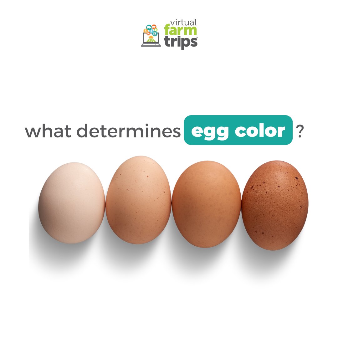 It's #EggMonth! 

Did you know that the color of an egg is determined by the color of the hen's feathers and earlobes? 

🥚🥚 Here's an egg-quation to help you remember 👇

White feathers ➕ light earlobes 🟰 White eggs 

Colored feathers ➕ dark earlobes 🟰 Colored Eggs