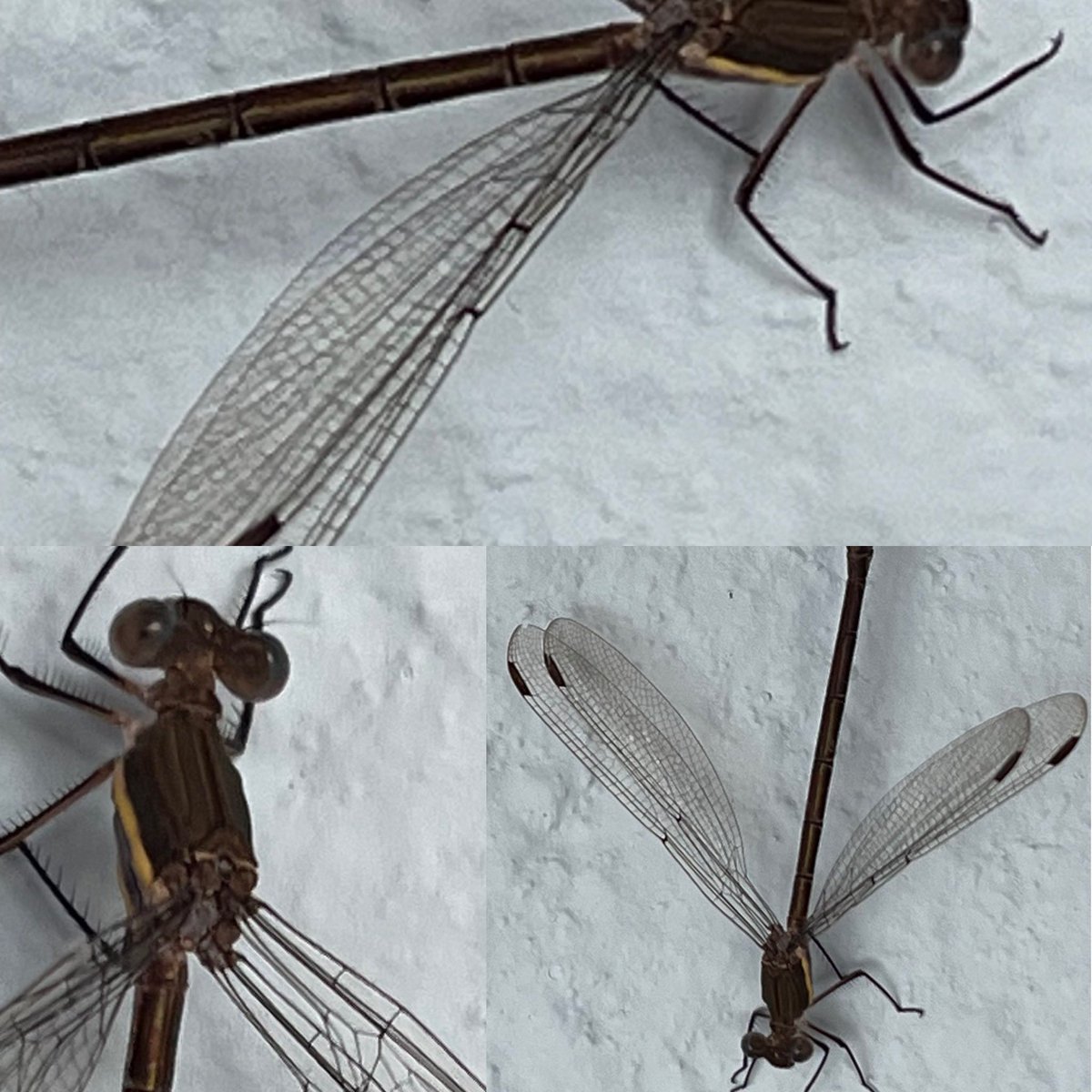 Guillermo Galindog (@galin_dog) on Twitter photo 