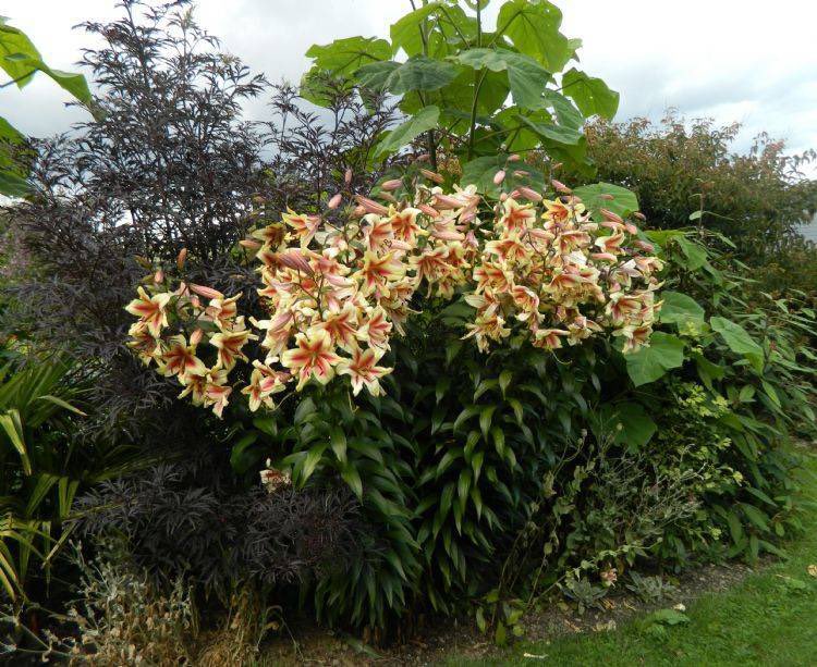 Almost everyday I learn about a new mind-blowing plant

These are Orienpet Lilies. They can reach 8ft tall. The blooms—as you can see—are enormous. They are apparently quite fragrant

Our world should be filled w/ such marvelous wonders. Everywhere you look there should be beauty