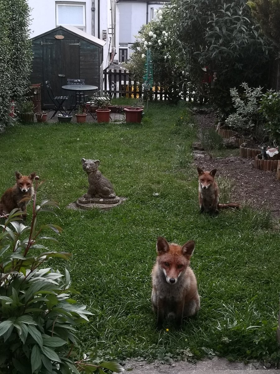 3 hungry faces waiting for their supper ❤️🦊 #FoxOfTheDay @ChrisGPackham #lovefoxes #britishwildlife #foxes