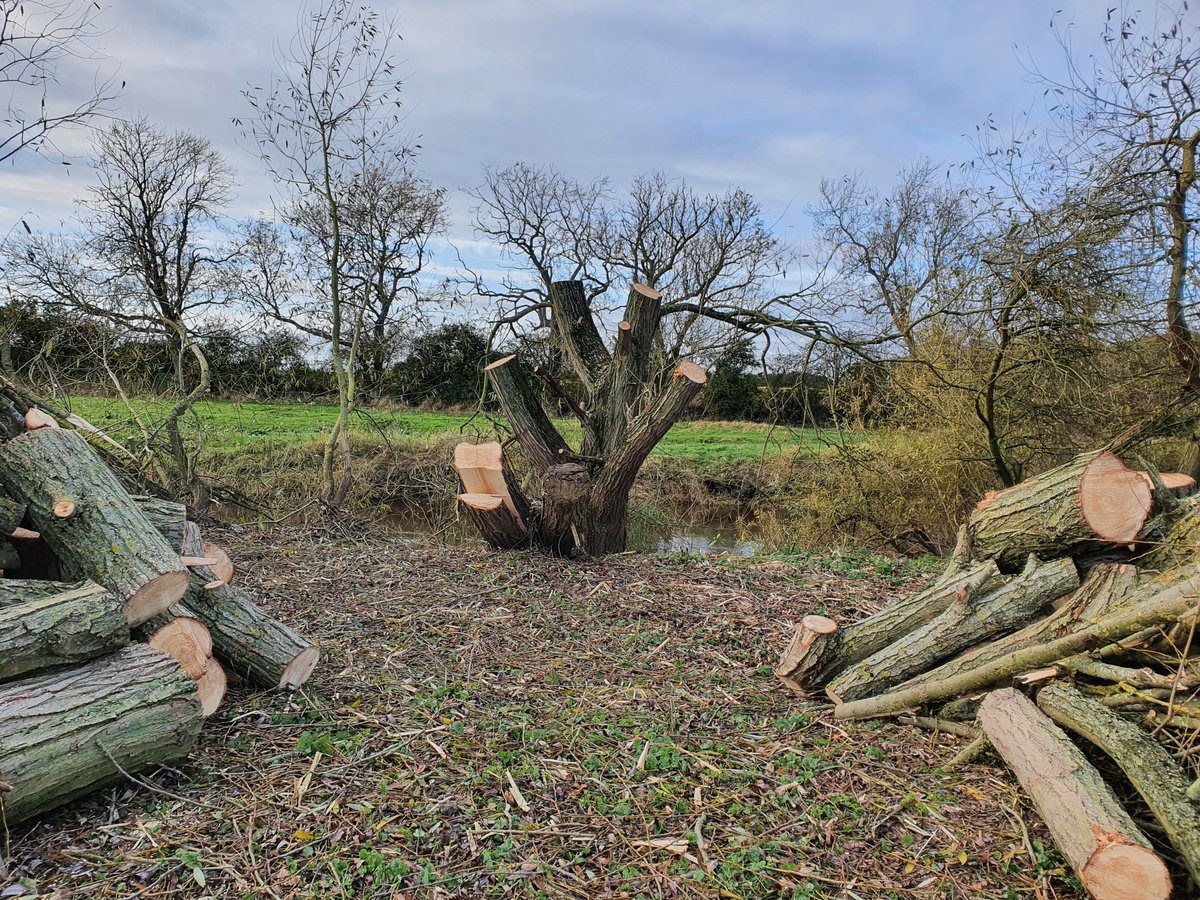 YorksWildlife's tweet photo. South Reserves Assistant, Katie Baker's, next blog edition on traditional woodland management methods is now live, this time focusing on pollarding.

https://t.co/OTyzmgh70v

#woodlandmanagement #pollarding https://t.co/5FbFYqtTXg
