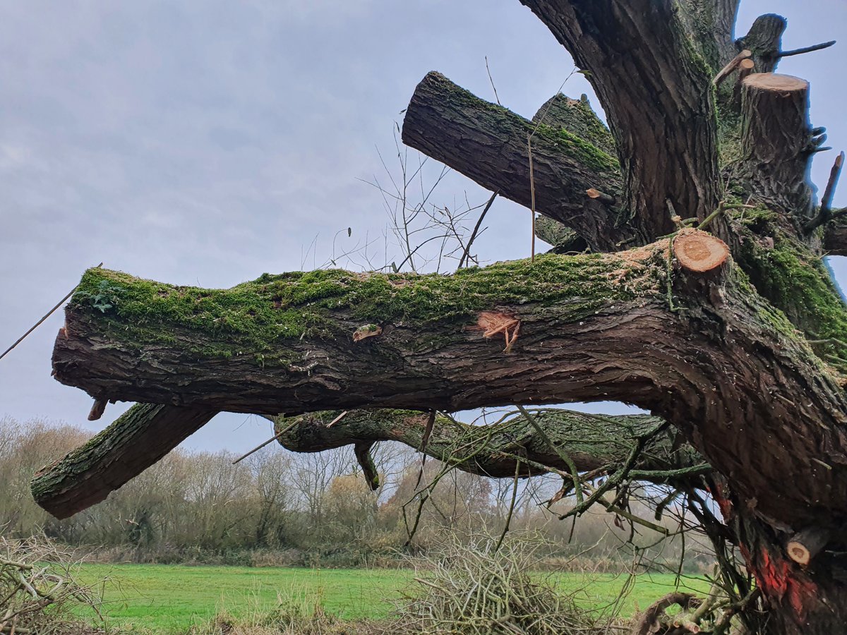YorksWildlife's tweet photo. South Reserves Assistant, Katie Baker's, next blog edition on traditional woodland management methods is now live, this time focusing on pollarding.

https://t.co/OTyzmgh70v

#woodlandmanagement #pollarding https://t.co/5FbFYqtTXg
