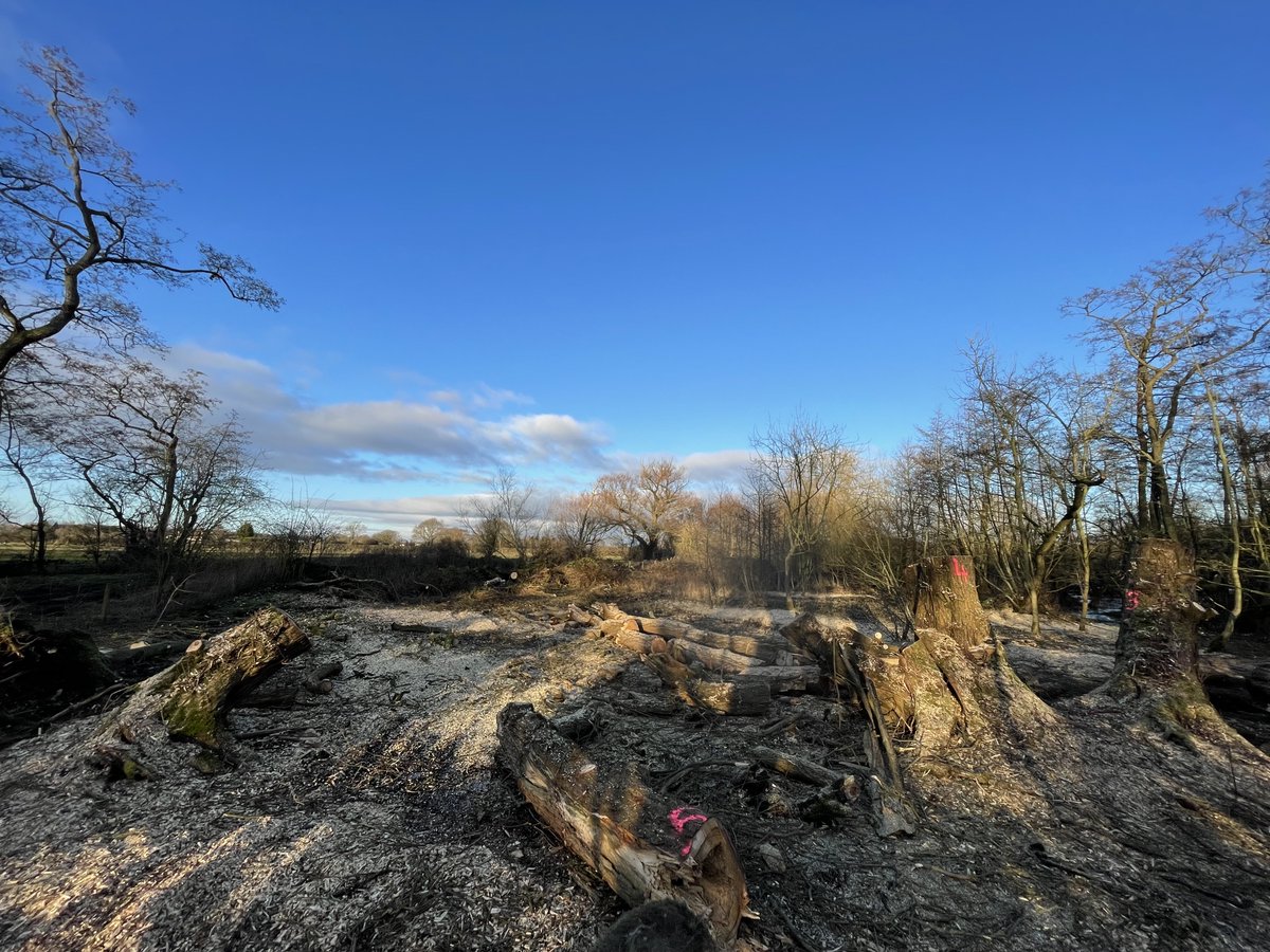 YorksWildlife's tweet photo. South Reserves Assistant, Katie Baker's, next blog edition on traditional woodland management methods is now live, this time focusing on pollarding.

https://t.co/OTyzmgh70v

#woodlandmanagement #pollarding https://t.co/5FbFYqtTXg