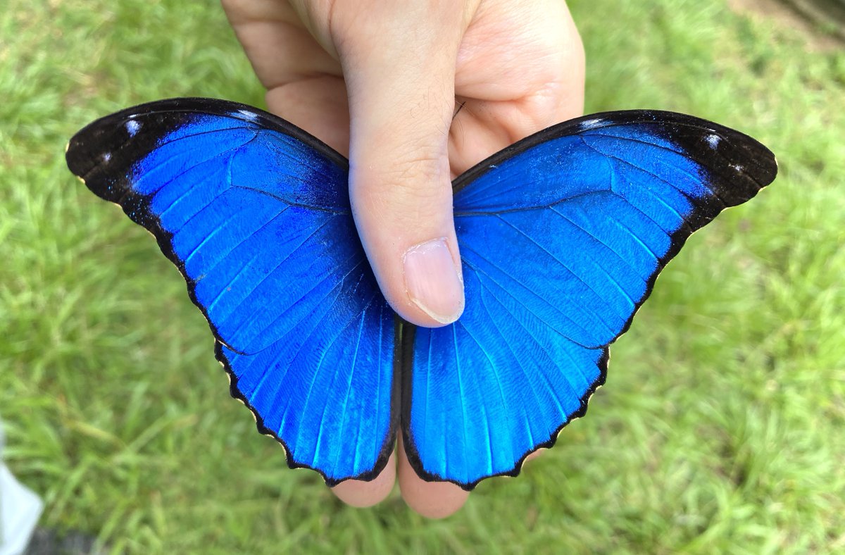 わらび餅 tweet media