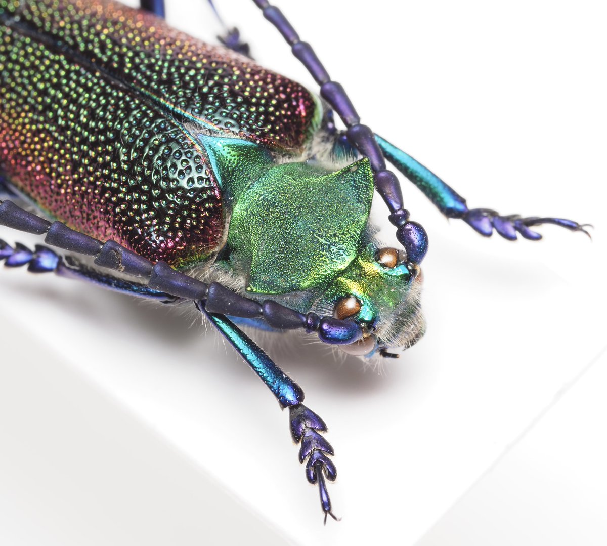 わらび餅 tweet media