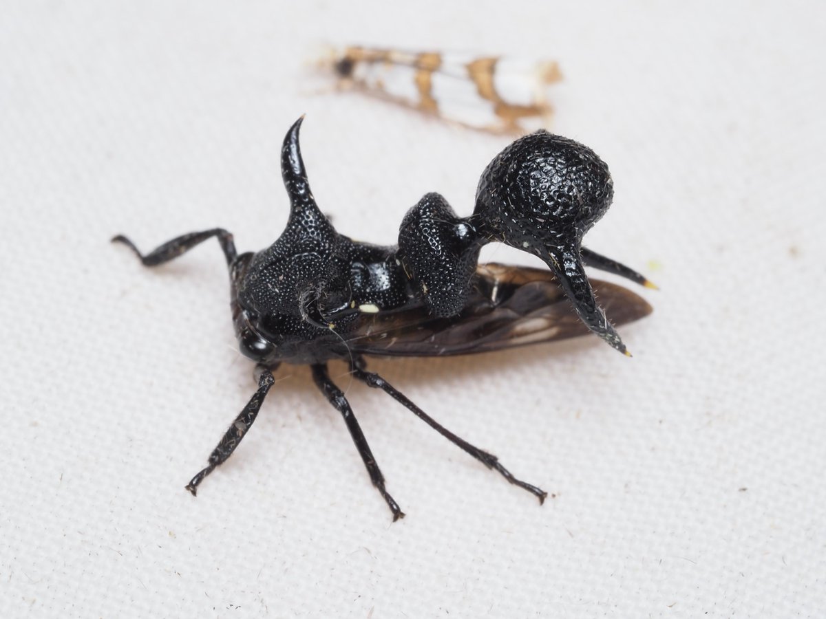 わらび餅 tweet media