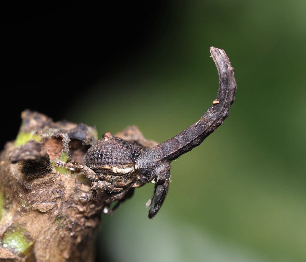 わらび餅 tweet media