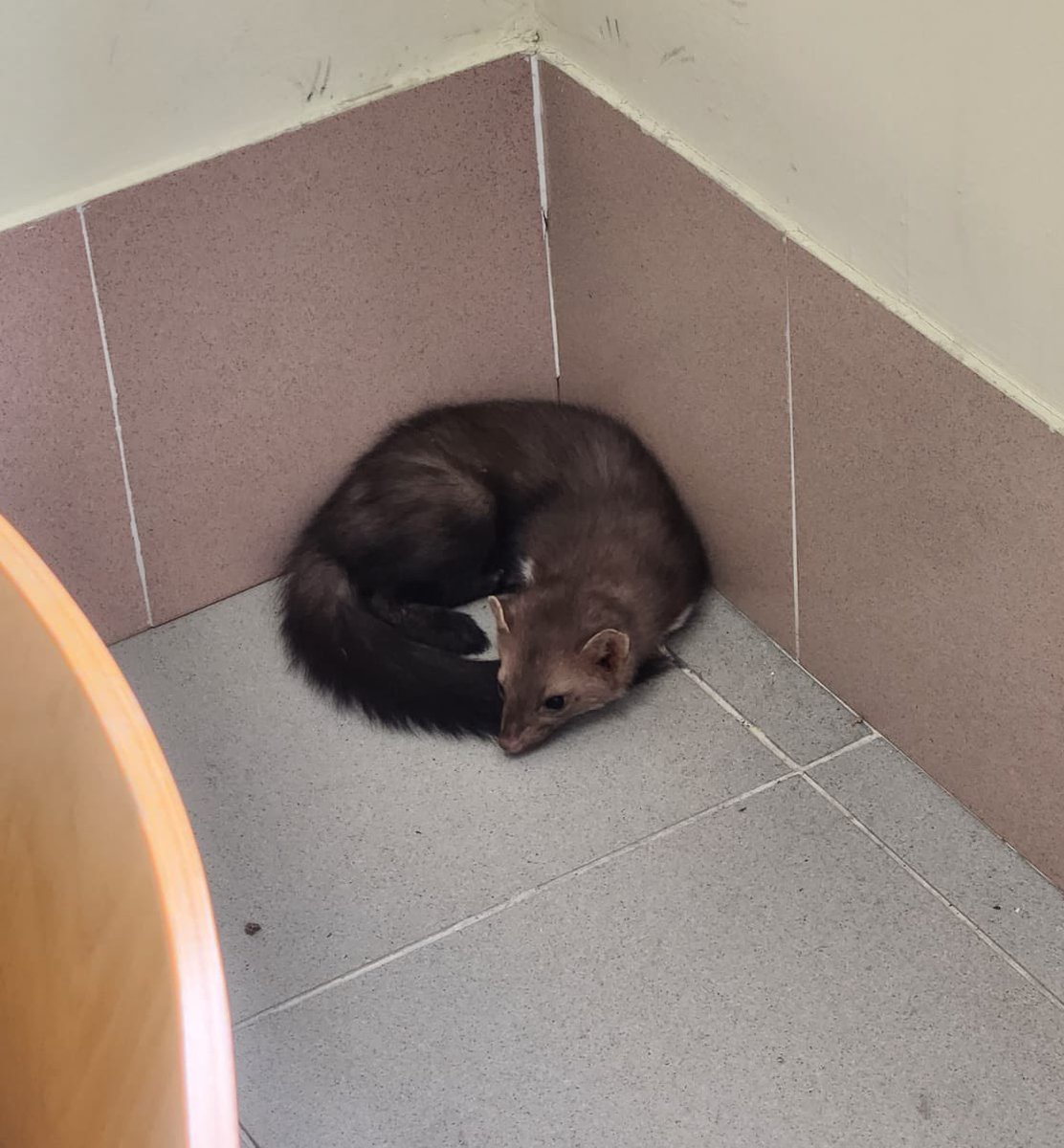 Ecocampus_UC's tweet photo. #BiodiversidadUrbana

¡Qué suerte la nuestra! Parece confirmarse la presencia de una #Garduña por @unican 

Fue vista hace un par de meses y hoy parece que quería asistir a clases, aunque ya se la ha indicado que no va a poder ser y ha vuelto a la calle.

¡Avísanos si la ves!
1/2 https://t.co/9a4bHGDqx3