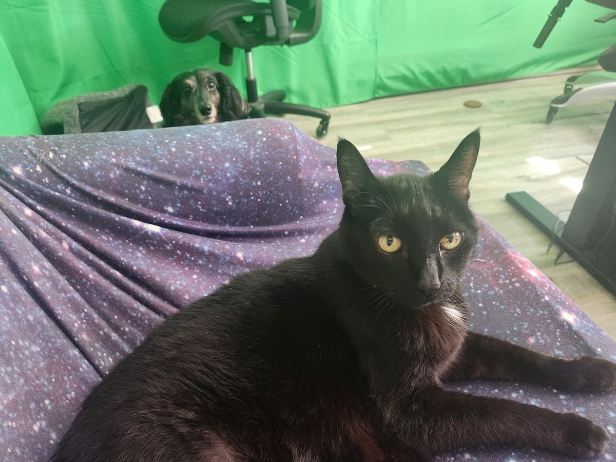 madamescarlet's tweet photo. Gm from Sam and April. Always looking at me at the same time. https://t.co/1TTTHysA2i