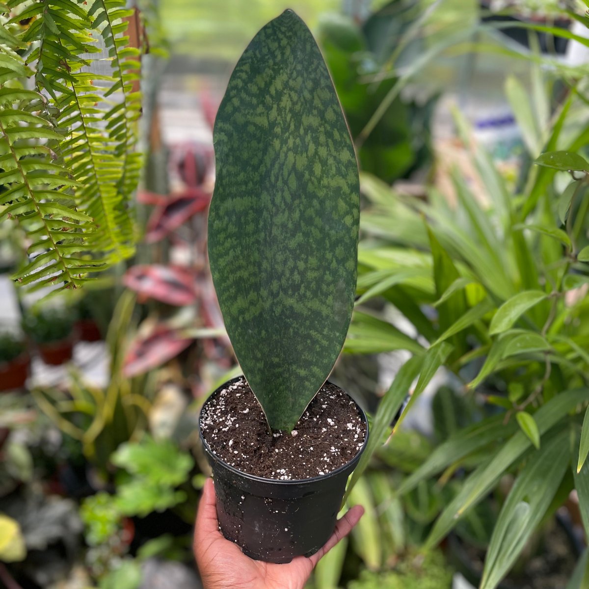 Sansevieria masoniana 'Whale Fin', big, erect, bright green leaf? We'll take it! 

#Ploughshares #nursery #greenthumb #calnativeshub #edible #supportivehousing #bayarea #bayarea #baynursery #shopconsciously✨#rain #showers #indoor #houseplants #shadeplants