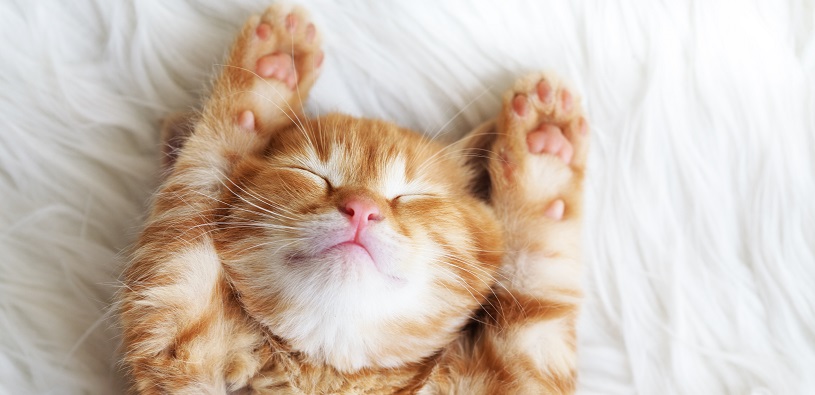 911Restoration's tweet photo. Calling all cat owners! Let's talk litter box care. Mold growth can be a serious issue, but with a little extra cleaning and maintenance, we can keep our feline friends happy and healthy. Who's with us? #catcare #litterboxlove #moldprevention
https://t.co/CpCBzoBtCT https://t.co/g18R1yMsFo