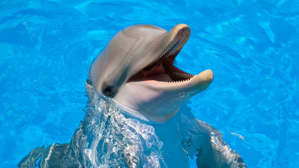 ScienceFactsHQ's tweet photo. Dolphins sleep with one eye open. https://t.co/WGrOLxv1Q0