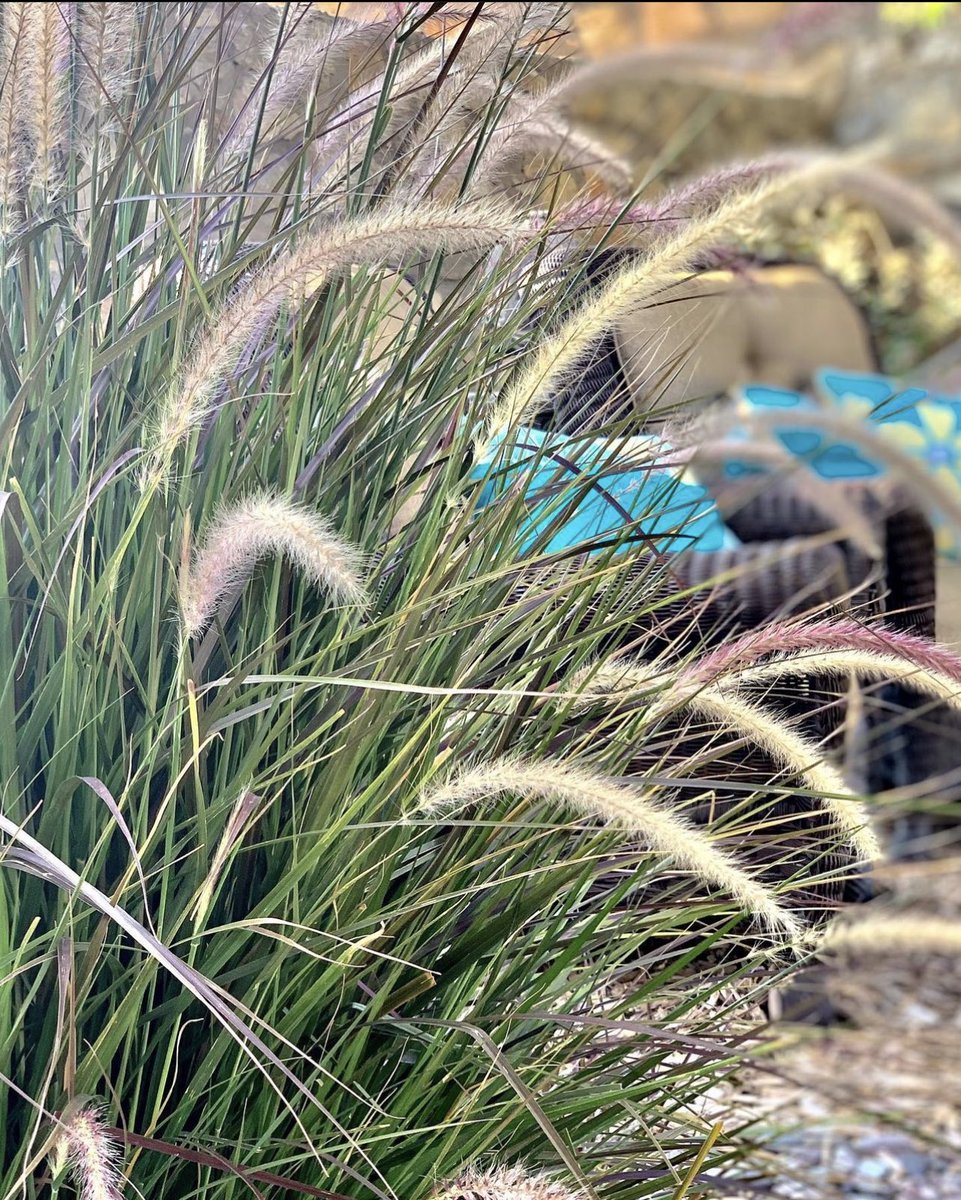 In the garden... our purple fountain grass come back every year. 

#elpaso #texas #landscapedesign #landscapecontractor #landscapemaintenance #outdoors #backyard #backvarddesign #newmexico #lascruces #albuquerque #santafenewmexico #carlsbadnewmexico