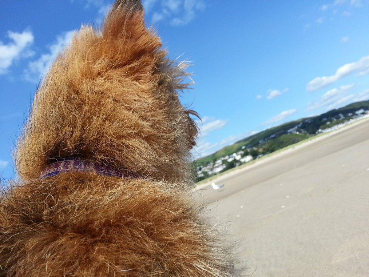 #ThrowbackThursday #ZSHQ Mooch watching seagulls and looking fluffy after a dip in the sea #Aberdovey #Wales 🏴󠁧󠁢󠁷󠁬󠁳󠁿 2017 😁👍 x x x x