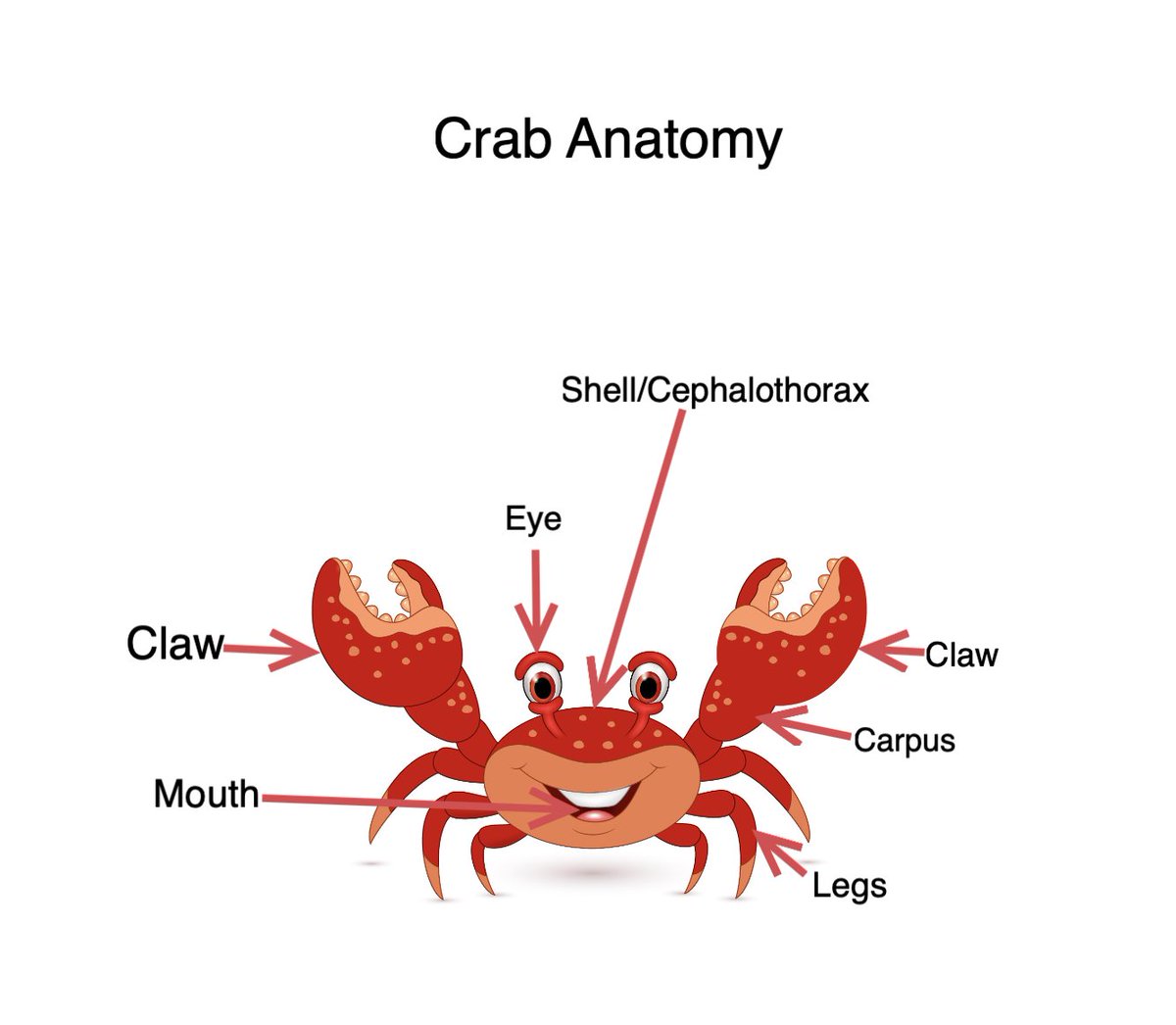 Crab Anatomy

Cephalothorax-the head and chest of crabs and crustaceans.

jenniferstephens.cloud/hermisio

#HermisioTheStoneCrab #ChildrensBooks #Books #Readers #YoungReaders #Teachers #Oceanlife #SeaCreatures