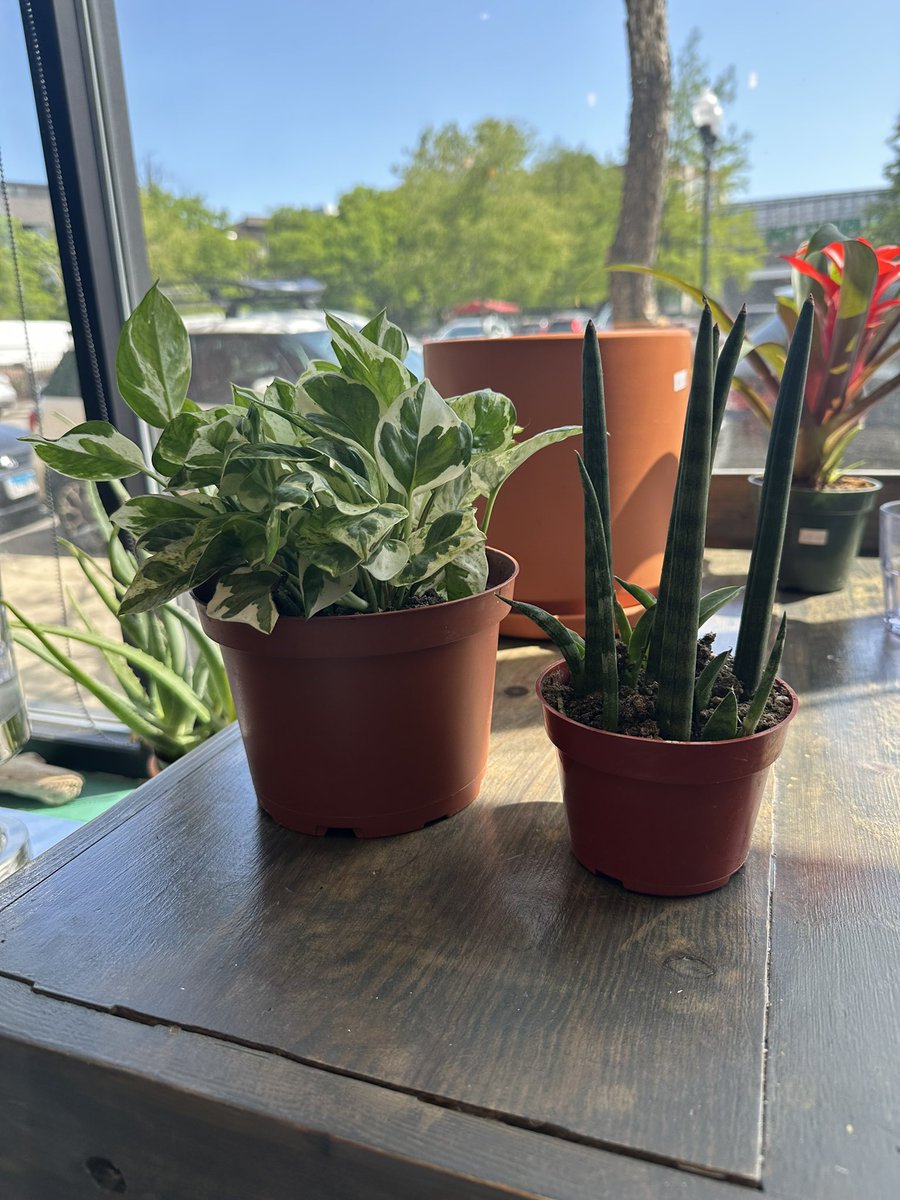 twidleybits's tweet photo. Botanical cafe has the Bits! Restocked and ready to go for your vegan veggie cream cheese and pickled red onion needs. Plus they’ve got the cutest plants. Treat yourself today 💚 https://t.co/qnUw1ETfIm