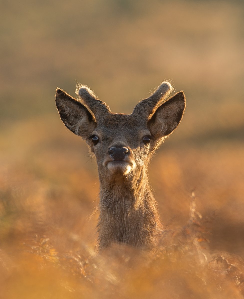 Young Stag on Exmoor by Rob Moon
One of the gems from our member's Photographer of the Year Competition in 2021

#throwbackthursday #thursday #photocompetition #deer #reddeer #exmoor #wilddeer