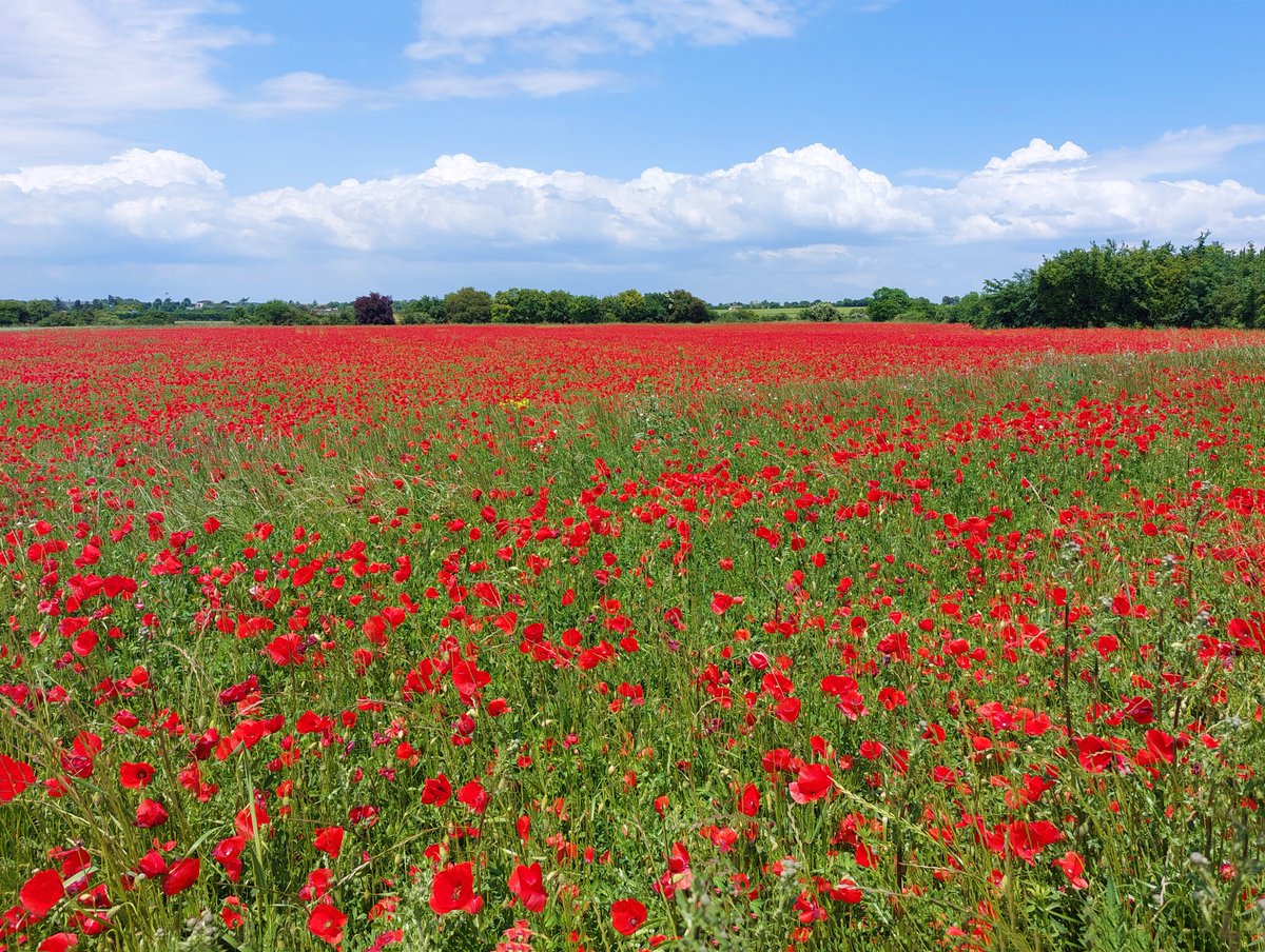 In contrast with the blue fields of flax, we also have red fields of poppies - what a beautiful time of year! ❤️💙
#poolfortwo #holidayvilla #France #charentemaritime #villafortwo #ruralretreat #privatepool #vineyardview #villawithpool #sawdaystravel #poppy #poppies #coquelicot
