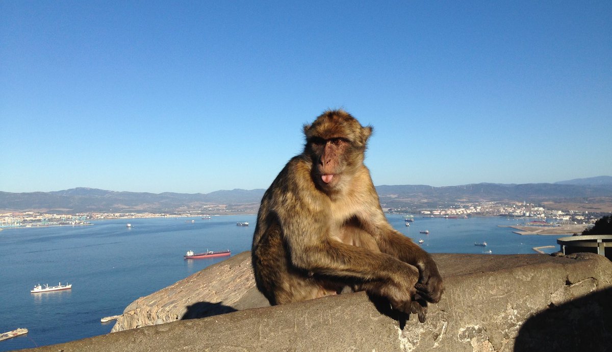 It's International Wine Day & if you're looking for a sonic journey into sherry culture, the new 'Drinkers with Writing Problems' podcast was written/recorded in Gibraltar. Interviews with @LindsayAWeston @GibStories @poetrygoesmovie @WordsworthGras - shoutout to @PeterkinLouise