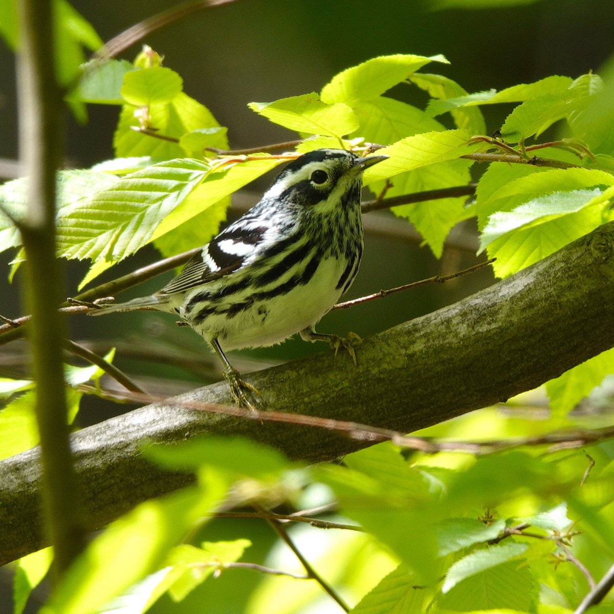 Lovely Black and White Warbler stopping by for a drink at Tanner’s Spring. #blackandwhitewarbler #warblers #birding #springmigration  #birdphotography #songbirds #birdcp #birdcpp #birds #birdphotos