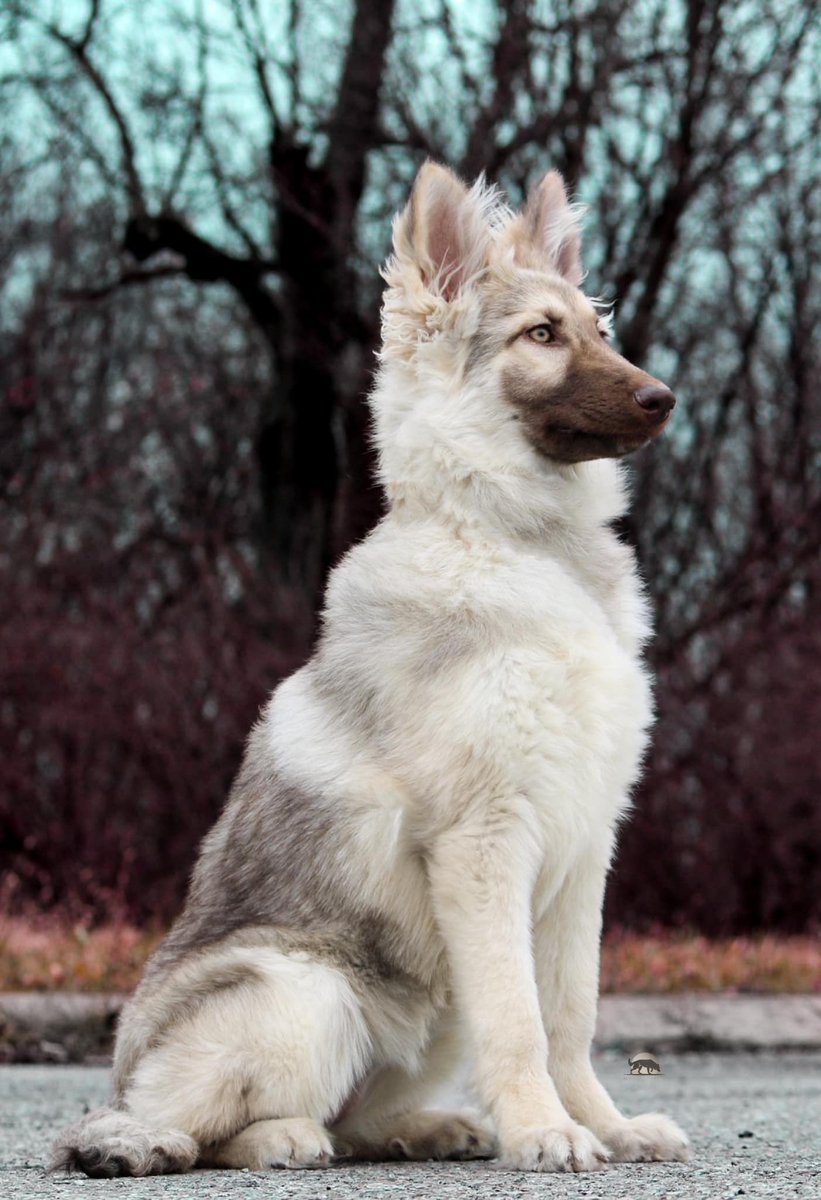 This is Juvena. She's a silver German shepherd. Very rare. Very mystic. 14/10 would write folklore about